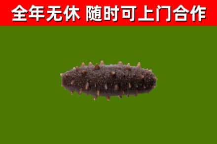 共和县烟酒回收干海参.jpg